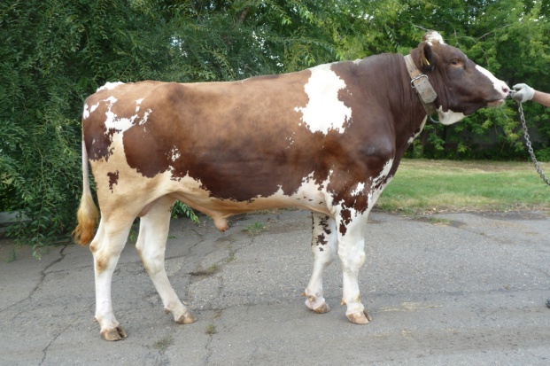 БРЕКАН 39423 ET КСГФ-268